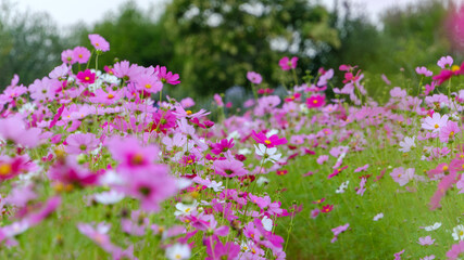 Obraz premium ピンクと白が織りなすコスモス畑