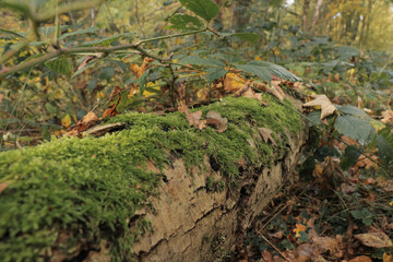 Forest details, fall autumn nature close up of moss on fallen tree stump leaves and branches.