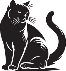 black cat on white