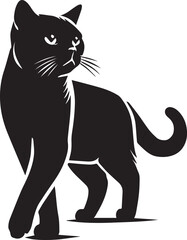 black cat on white