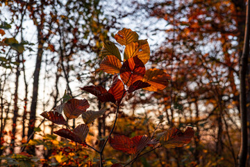 Beech leaves in autumn oranges and reds