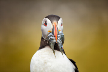 Atlantic puffin front-facing close-up with beak full of fish. Vibrant seabird exemplifying unique...