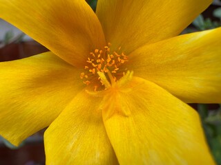 yellow flower macro