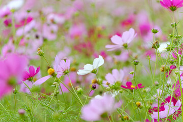 色とりどりのコスモスの群生