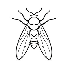 Cicada (Cicadidae) insect silhouette design, labeled line art vector illustration.