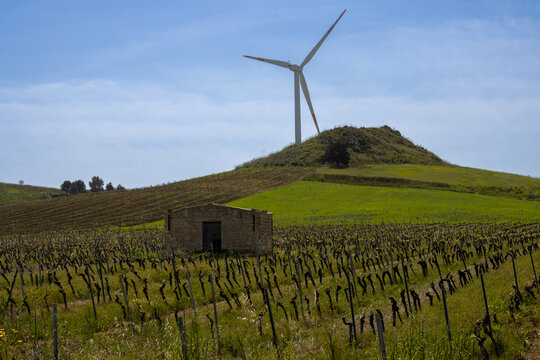 Vineyard and a hill with a wind turbine, Sicily, Italy