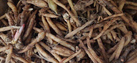 Temu kunci, fingerroot or Boesenbergia rotunda plant for cooking spices