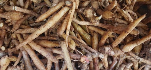 Temu kunci, fingerroot or Boesenbergia rotunda plant for cooking spices