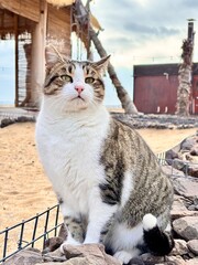 Obraz premium cat sits on the beach