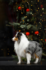 young sheltie dog near the green christmas tree with red  and yellow decorations 
