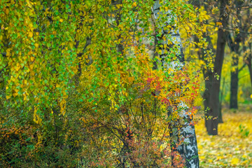 Obraz premium Autumn state of nature in a city park.