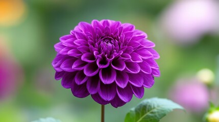 Vibrant Purple Flower in Full Bloom with Green Leaves