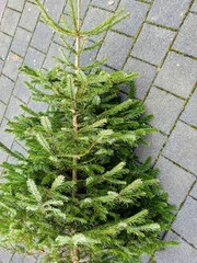 Entsorgen vom Weihnachtsbaum auf der Strasse 