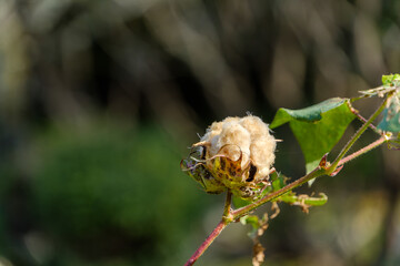自然の織りなす綿の実の美しさ