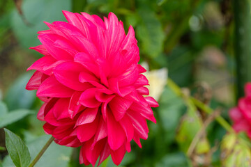 深紅のダリアの情熱的な輝き