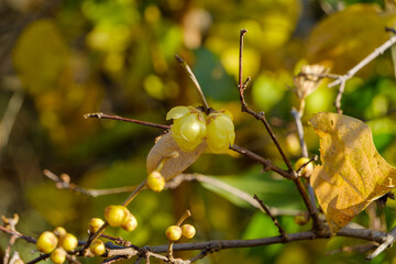 冬に香る蝋梅の花