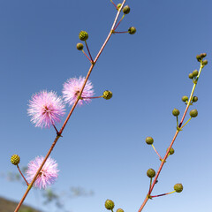 branches against sky