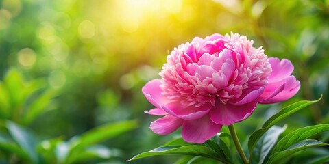 Fototapeta premium Beautifully bloomed pink peony flower in a lush garden setting, flowers blooming, outdoors, flowers blooming