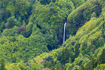 Small waterfall on a slope covered with subtropical Laurel forest, isle of Flores, Azores Portugal 