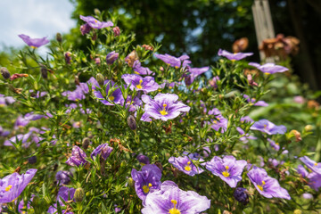 紫色の小花が咲き誇る植物の風景
