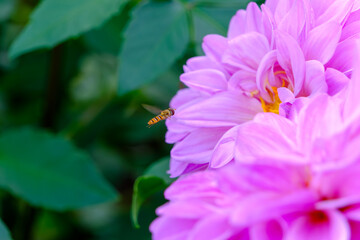 ピンク色のダリアとホバリングするハナアブ