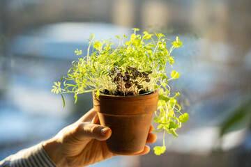 Man hand with herbs in pot grown in apartment in winter. Basil, dill, cilantro, parsley in one flowerpot. Indoor plant garden, fresh herbs, winter growing, herb cultivation, homegrown seasonal produce