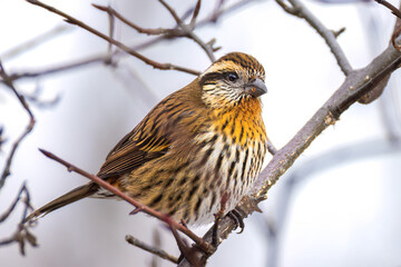 himalayan white browed rosefinch female