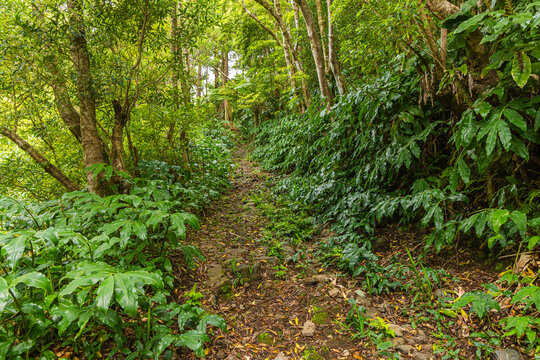 Partly overgrown trail in a subtropical laurel forest on the isle of Flores, Azores Portugal
 - Powered by Adobe