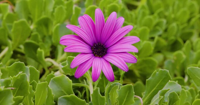 Close-up of the flower of a Cape Marguerite (Dimorphotheca ecklonis), isle of Flores Portugal
