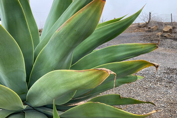 Obraz premium Agave attenuata or Fox tail tropical succulent plant on a rural background,Tenerife,Camnary Islands, Spain.Selective focus. 
