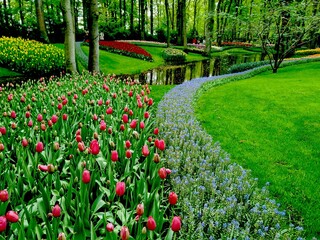 tulips in the park