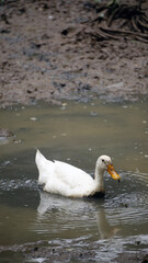 A duck swimming peacefully in pond 
