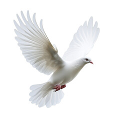 White dove in flight with wings spread wide, soft feathers, graceful pose, peaceful symbolism, 4K resolution, photorealistic, studio lighting, dynamic motion, transparent background, PNG format.

