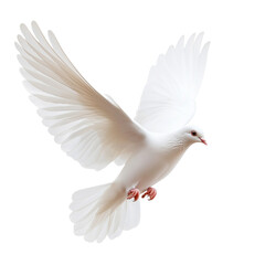 Fototapeta premium Majestic white dove in flight with wings spread, ethereal and serene, soft lighting, detailed feathers, spiritual symbolism, photorealistic .PNG transparent 