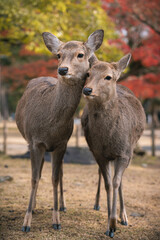 Nara deer