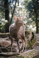 Nara deer