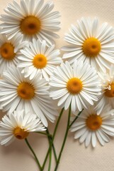 Delicate White Daisies with Yellow Centers Arranged Elegantly on a Soft Background