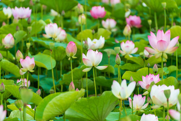 蓮の花が咲き誇る池