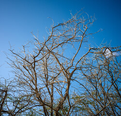 Than Tree Branches Against Blue Sky.