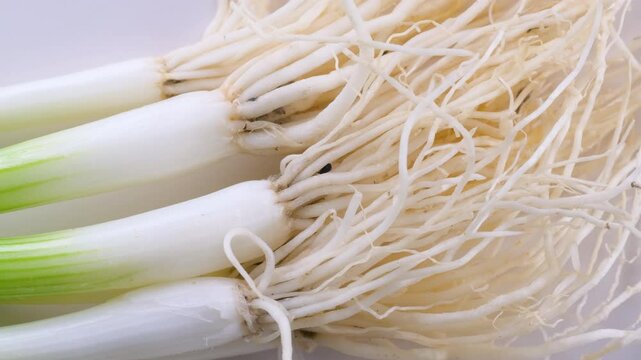 Top down view. Close-up view of fresh green onions (scallions) with vibrant white bulbs and delicate roots. Slider shot. Healthy eating and lifestyle, freshness, organic produce, agricultural themes.