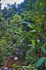 The dense jungle in Tat Mok National Park, province of Phetchabun, Thailand
