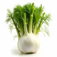stock of fennel with white back ground