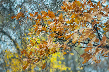 Autumn oak leaves on a blurred background.