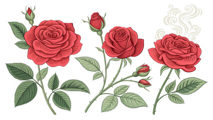 Rose flower in line drawing style, graceful and artistic, on a clean white background.  