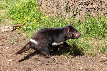 Tasmanian Devil, Sarcophilus harrisii, the largest carnivorous marsupial and an endangered species found only in Tasmania and New South Wales, Australia.