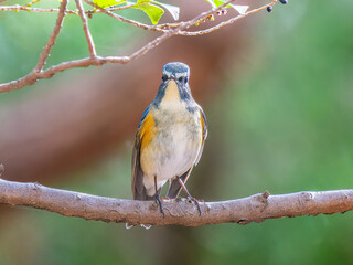 枝にとまるルリビタキ