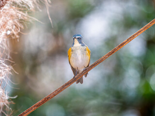 枝にとまるルリビタキ