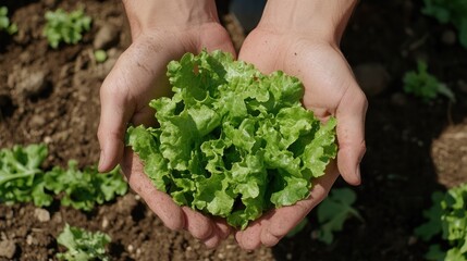 Photo of perspective from above big green lettuce in hands on loose soft earth in garden. agriculture background