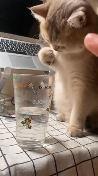 Hilarious Cats and Kittens in Action: Funny Moments That Will Brighten Your Day Adorable Kittens and Cats Caught in Funny Situations: Must-See Video Clips funny cat or kitten video