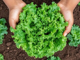Photo of perspective from above big green lettuce in hands on loose soft earth in garden. agriculture background